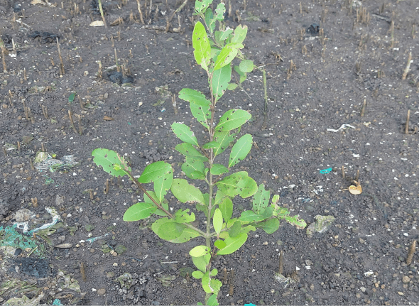 Avicennia marina